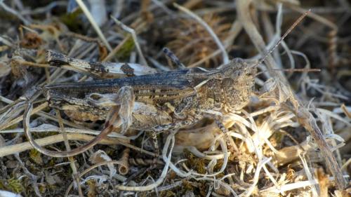 Réf. 329 463 : Dociostaurus genei genei